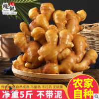 水洗姜不帶泥生姜?dú)W盟保鮮出口品質(zhì)生姜貨源廠(chǎng)家生姜水洗姜 5斤裝