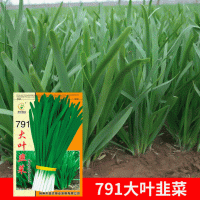 批發(fā)菜園蔬菜種子791大葉韭菜10克盆栽陽(yáng)臺(tái)院子種子菜籽 廠家直銷(xiāo)