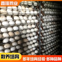 山東鵝種蛋廠(chǎng)家供應(yīng)種鵝蛋 禽業(yè)孵化場(chǎng)基地可孵化的三花種鵝蛋