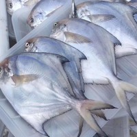 寧波象山東海新鮮白鯧魚冰凍水產小鯧魚 100-120規(guī)格 水產批發(fā)  5斤起批