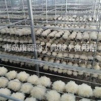 青島康麗源出口銀耳菌棒，銀耳菌包（日本雪耳）