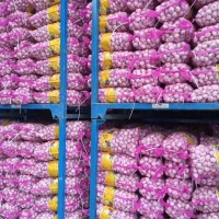 大量供應(yīng)山東大蒜，干蒜，鮮蒜、市場蒜。蒜米料，出口大蒜