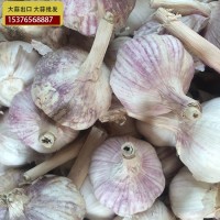 供應(yīng)金鄉(xiāng)大蒜 大蒜出口殘次品2kg 28元 ，不影響使用，美觀度欠，
